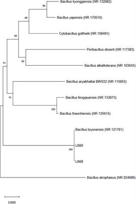 Bacillus toyonensis SAU-19 and SAU-20 Isolated From Ageratina adenophora Alleviates the Intestinal Structure and Integrity Damage Associated With Gut Dysbiosis in Mice Fed High Fat Diet